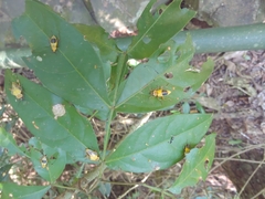 Chauliognathus expansus