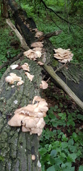 Pleurotus cornucopiae
