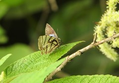Arawacus meliboeus