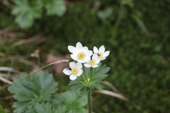 Anemonastrum biarmiense