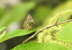 Arawacus meliboeus