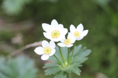 Anemonastrum biarmiense