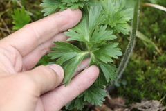 Anemonastrum biarmiense