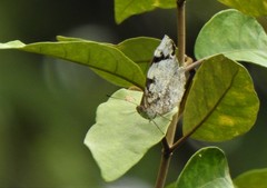 Eunica eburnea