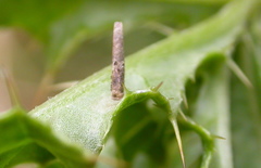 Coleophora paripennella