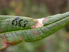 Mompha raschkiella