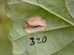 Phyllonorycter quercifoliella
