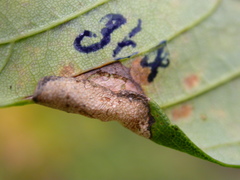Phyllonorycter geniculella