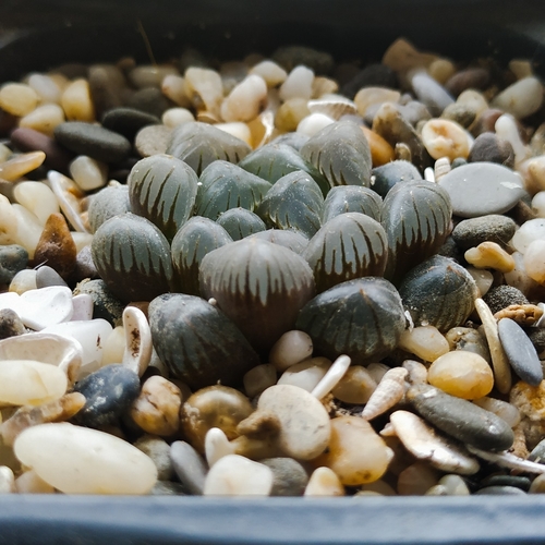 Haworthia cooperi var. truncata 4
