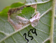 Phyllonorycter nicellii