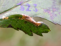 Phyllonorycter oxyacanthae