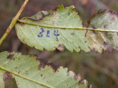 Phyllonorycter sorbi