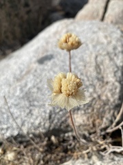 Monardella linoides