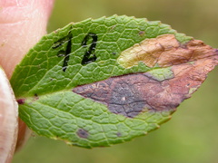 Stigmella myrtillella
