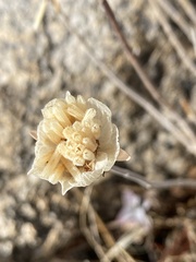 Monardella linoides