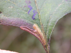 Stigmella perpygmaeella