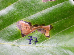 Stigmella tityrella