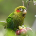 Sulphur-winged Parakeet - Photo (c) Tristan Jobin, some rights reserved (CC BY-NC), uploaded by Tristan Jobin