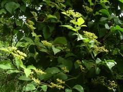 Cissus microcarpa