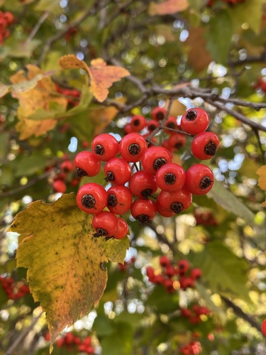 Crataegus laevigata iNat (2)