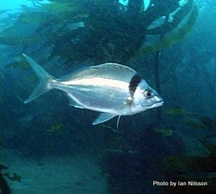 Nemadactylus macropterus