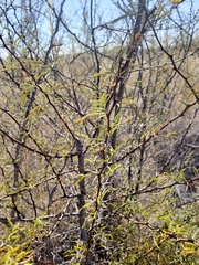 Vachellia vernicosa