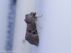 Mesoligia literosa