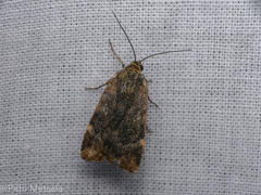 Cryptocala chardinyi