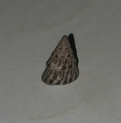 Jujubinus exasperatus