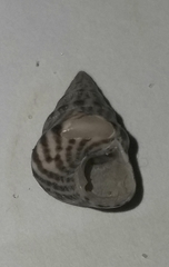 Jujubinus exasperatus