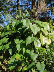 Dioscorea bulbifera image