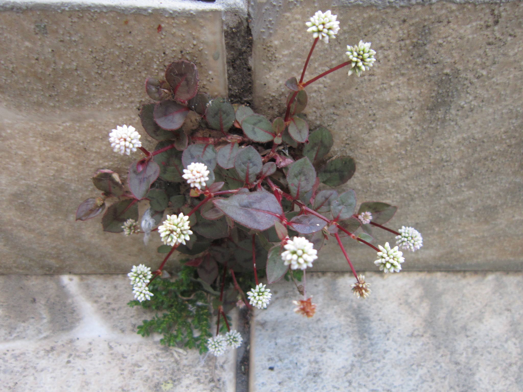 Persicaria capitata