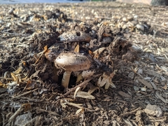 Coprinopsis atramentaria (Coprinopsis atramentaria)