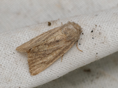 Photedes fluxa