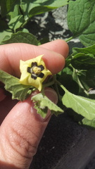 Physalis mollis