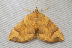Eulithis propulsata