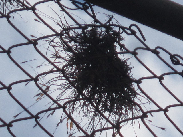 Tillandsia recurvata