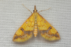 Choristostigma plumbosignalis