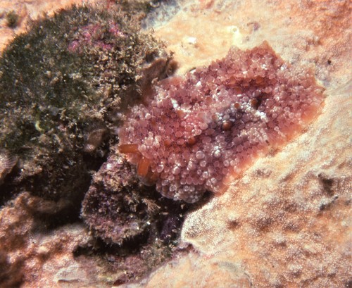 Diguet's Pleurobranchus