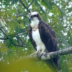Pandion haliaetus