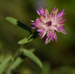 Centaurea aspera