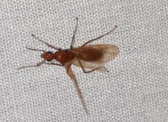 Camponotus hannani