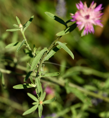 Centaurea aspera