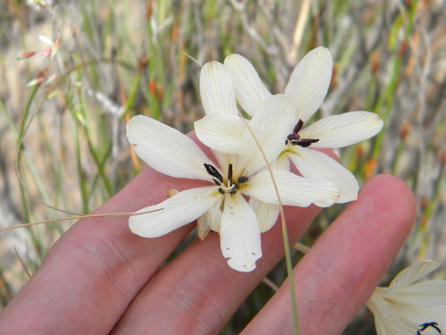 Image of Tritonia bakeri by no rights reserved