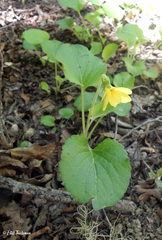 Viola maculata