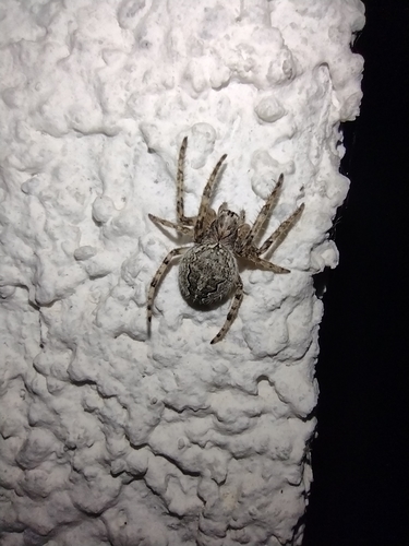 križiak červenohnedý (Larinioides ixobolus)