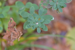 Chamaecytisus supinus