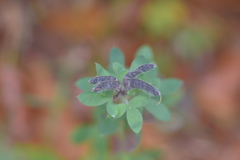 Chamaecytisus supinus
