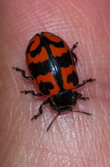 Chrysomela lapponica