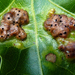 Honeycomb Leaf Gall Wasp - Photo (c) Rob Curtis, some rights reserved (CC BY-NC-SA), uploaded by Rob Curtis
